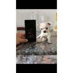 Cucciola Chihuahua toy