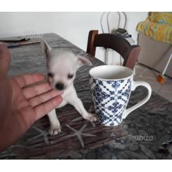 Cucciola Chihuahua toy